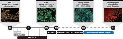 Generation of iPSC-Derived Human Peripheral Sensory Neurons Releasing Substance P Elicited by TRPV1 Agonists